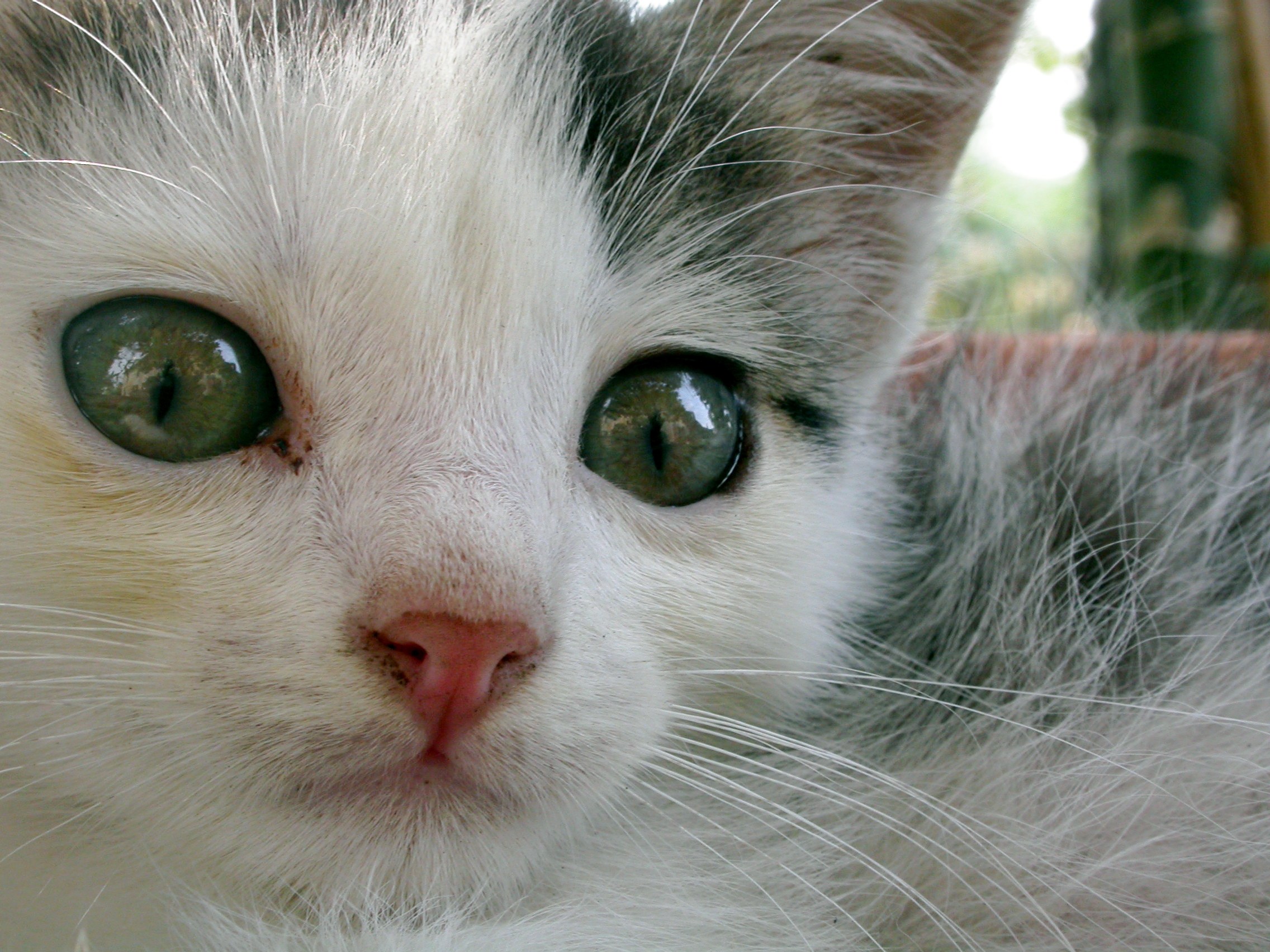 Adoption Event